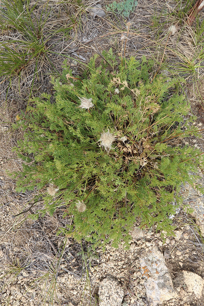 Изображение особи Pulsatilla tenuiloba.