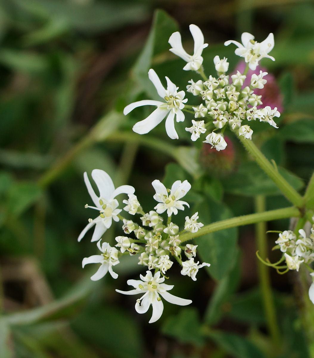 Изображение особи Heracleum sosnowskyi.