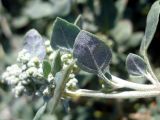 Chenopodium vulvaria