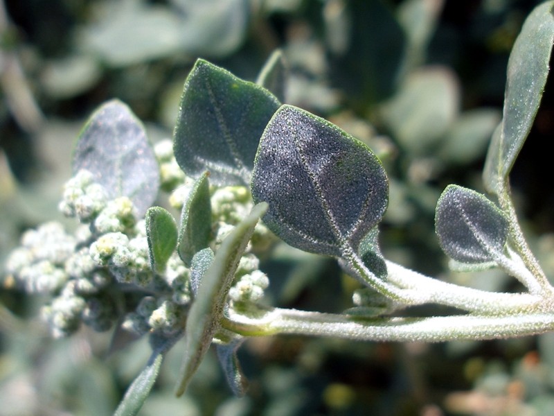 Image of Chenopodium vulvaria specimen.