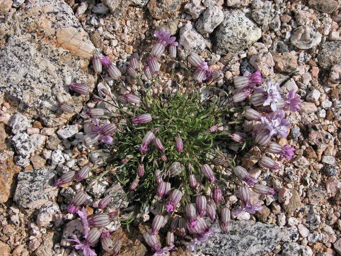 Image of Silene stenophylla specimen.
