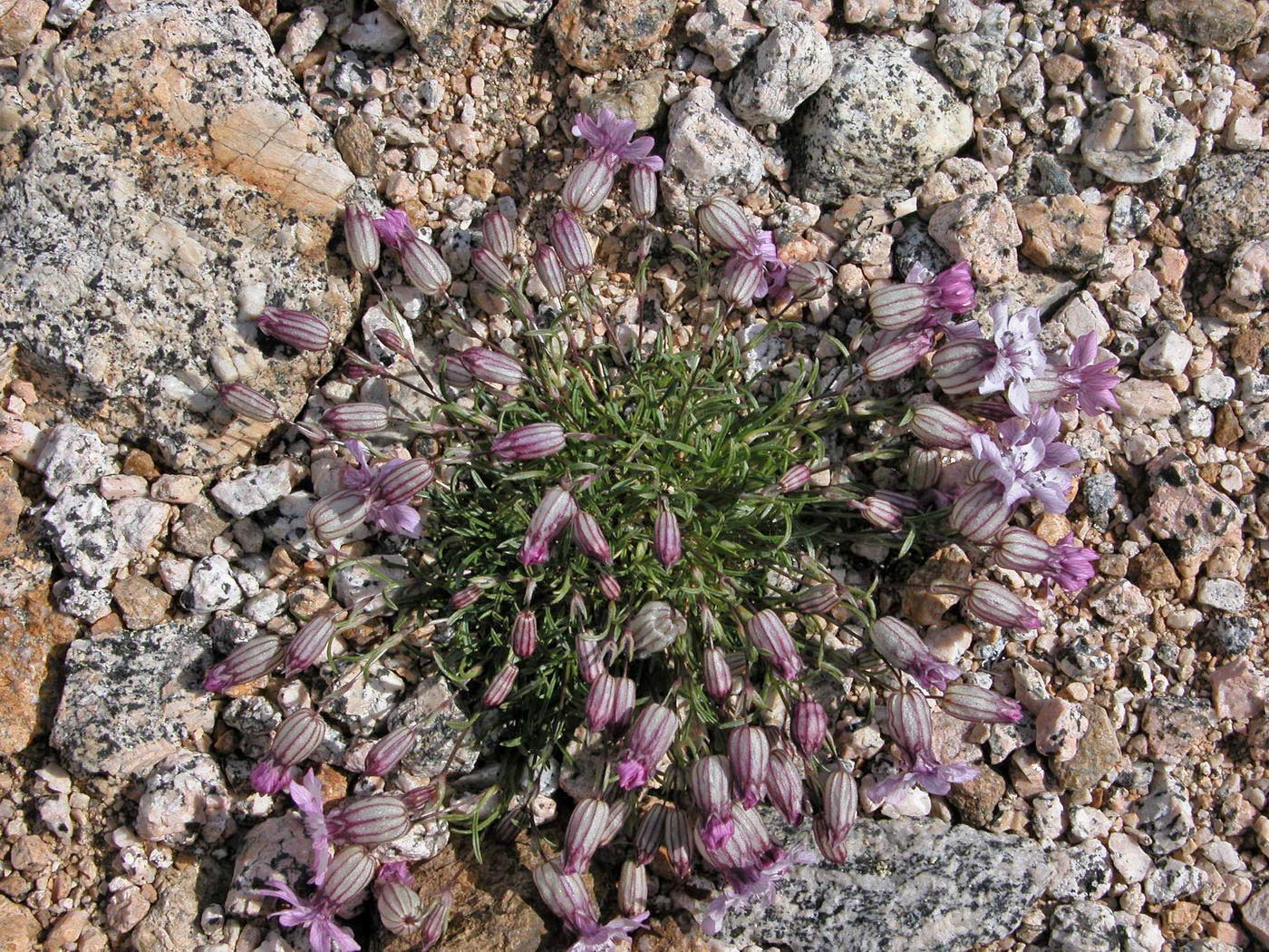 Изображение особи Silene stenophylla.