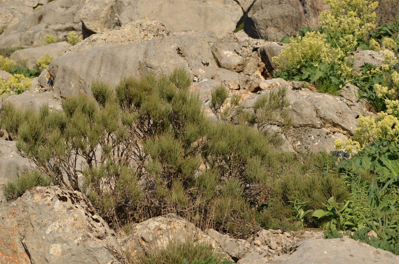 Image of Ephedra equisetina specimen.