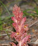 Orobanche lutea