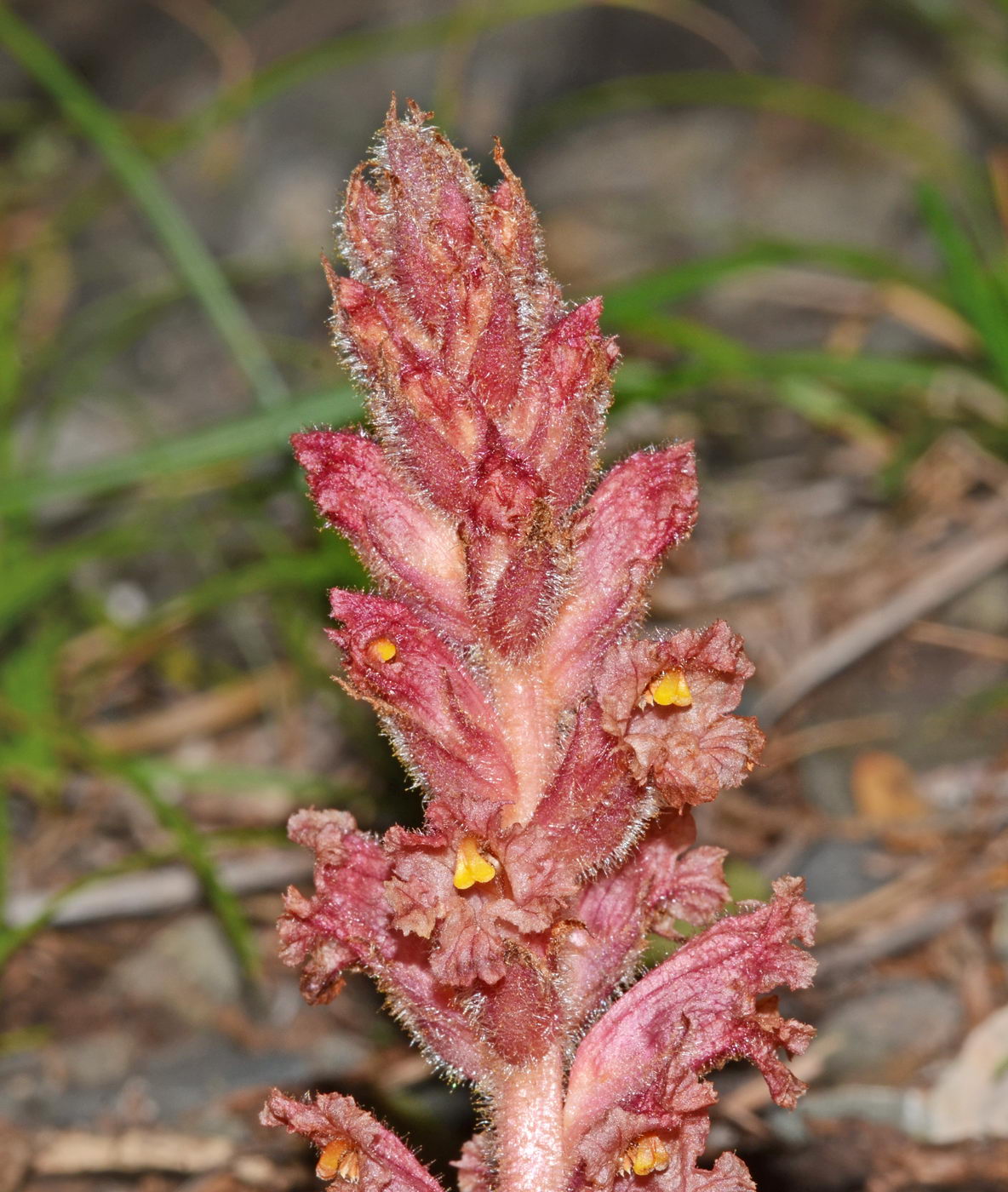 Image of Orobanche lutea specimen.