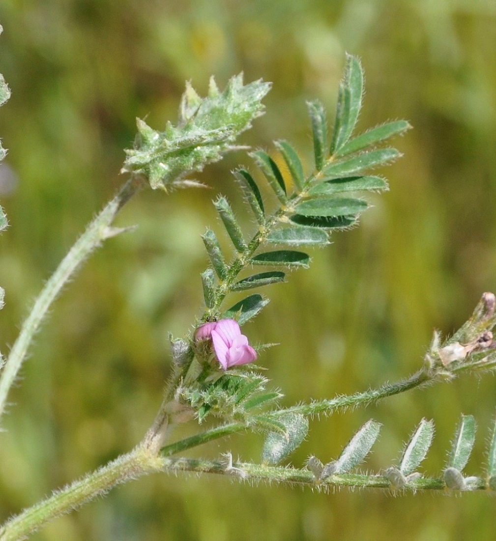 Image of Onobrychis crista-galli specimen.