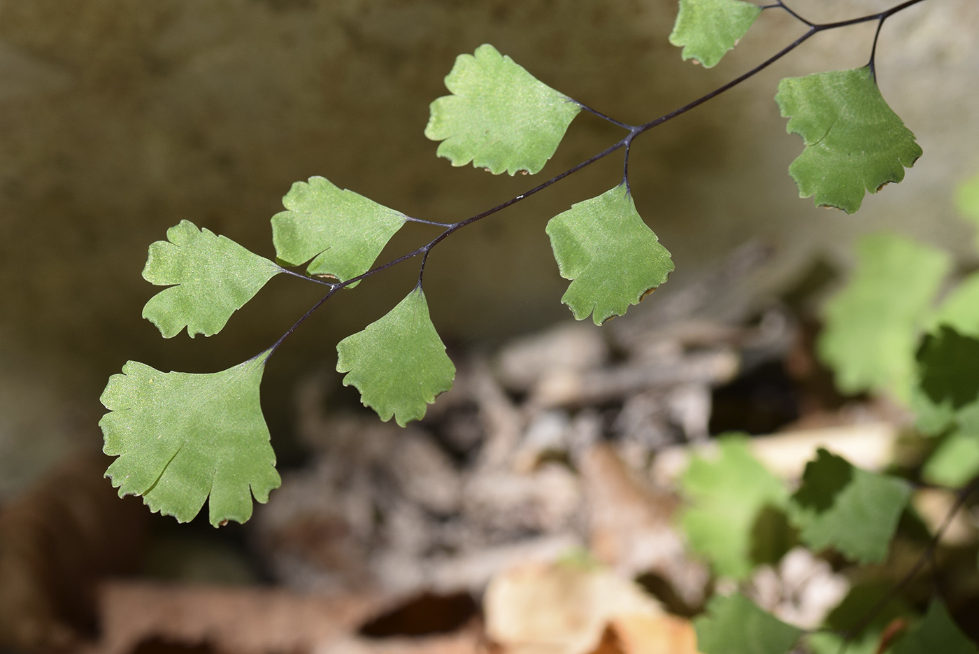 Изображение особи Adiantum capillus-veneris.