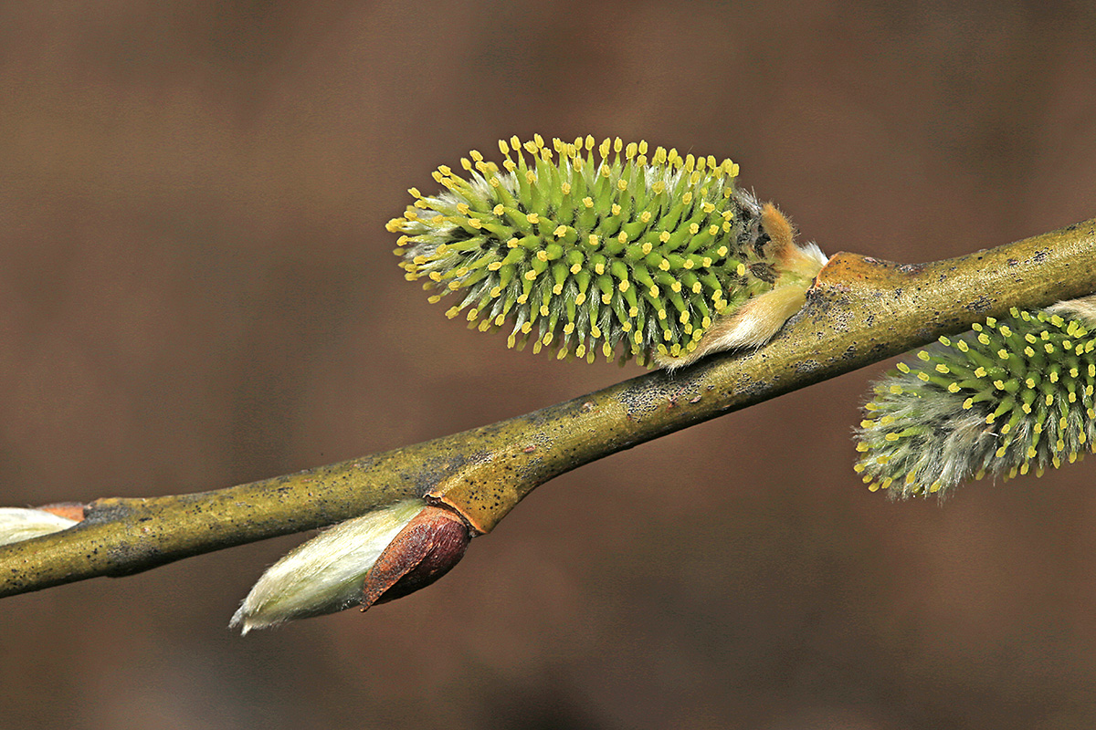 Image of Salix caprea specimen.