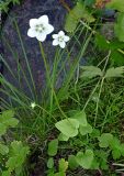 Parnassia palustris. Цветущее растение. Юг Красноярского края, Курагинский р-н, берег р. Шинда. 20.08.2010.