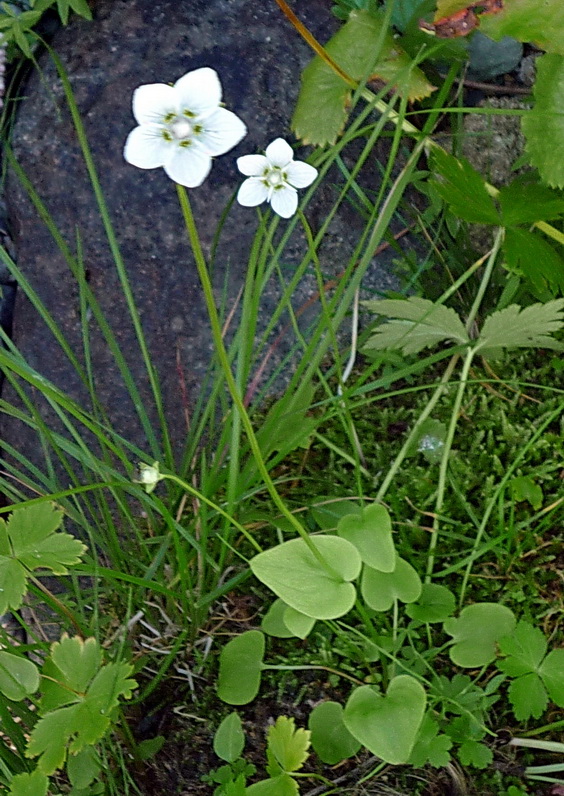 Изображение особи Parnassia palustris.