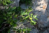 Ficus pyriformis