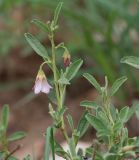 Hermannia affinis