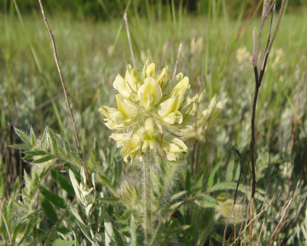 Image of Oxytropis pilosa specimen.