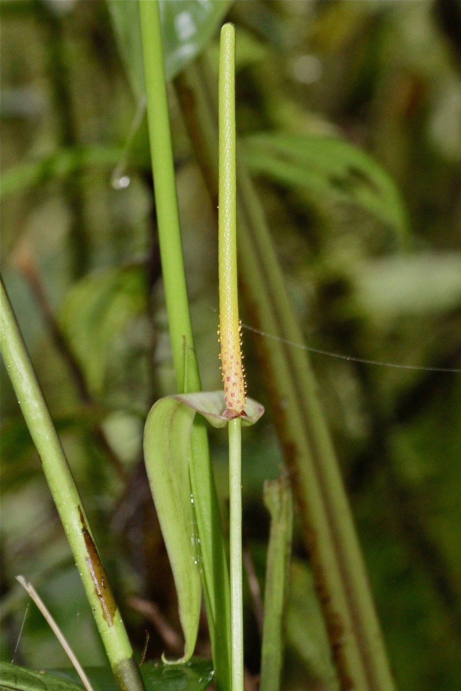 Image of Anthurium coloradense specimen.