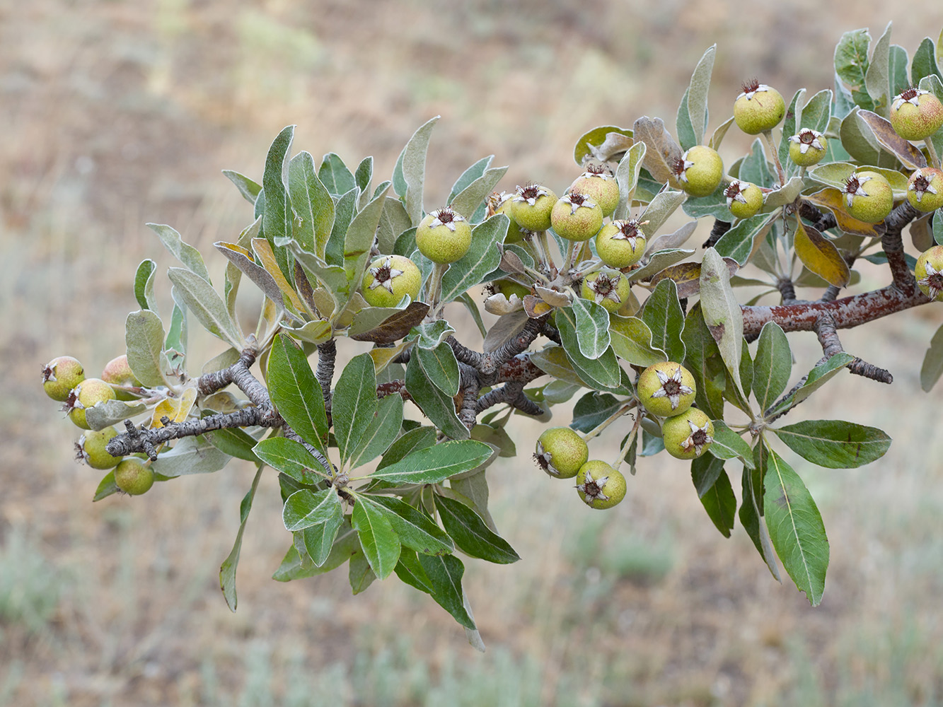 Image of Pyrus elaeagrifolia specimen.