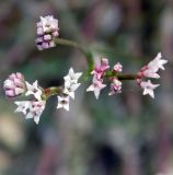 Asperula lipskyana