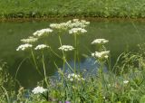 Chaerophyllum aureum