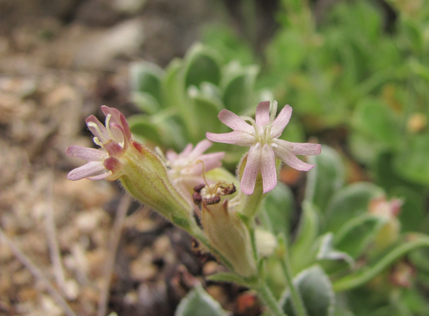 Image of Silene pygmaea specimen.