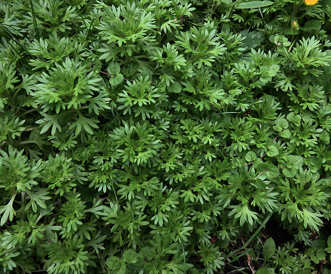 Image of Saxifraga &times; arendsii specimen.