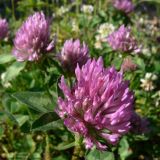 Trifolium pratense. Соцветие. Свердловская обл., окр. г. Североуральск, долина р. Оленья, опушка елового леса. 29.06.2010.