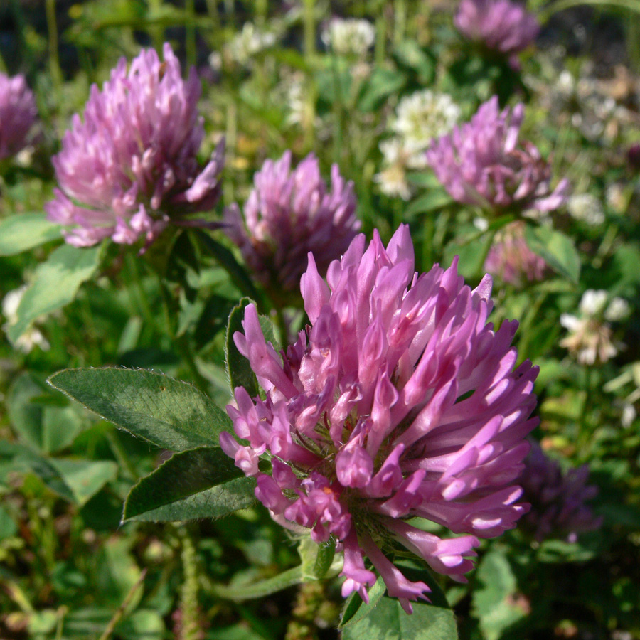 Изображение особи Trifolium pratense.