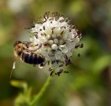 Dipsacus pilosus