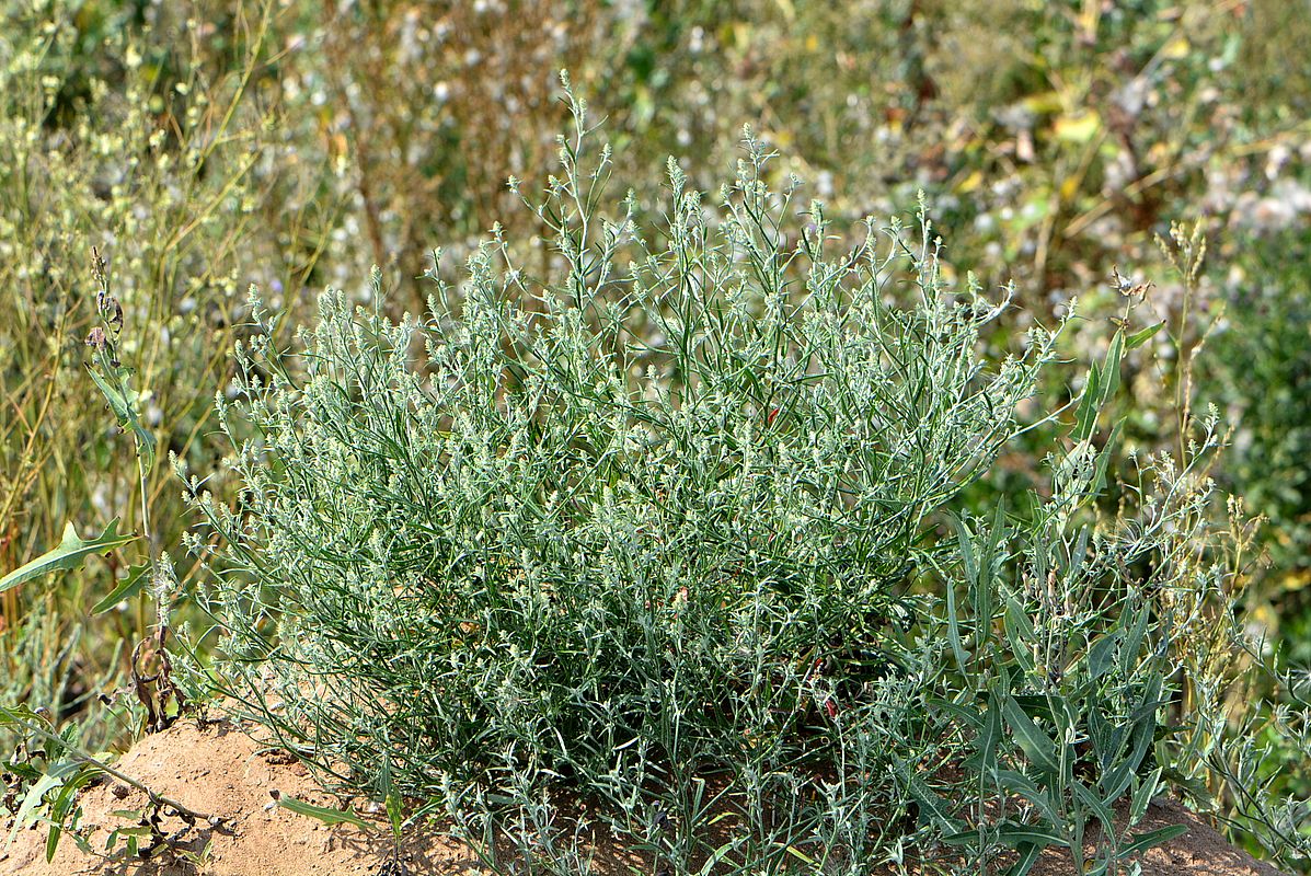 Image of Corispermum hyssopifolium specimen.