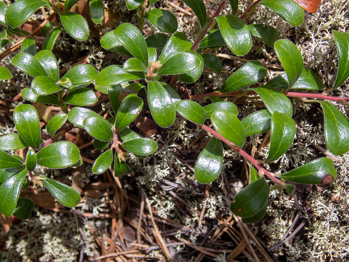 Изображение особи Arctostaphylos uva-ursi.