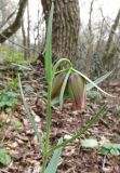 Fritillaria pontica