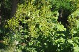 Silphium perfoliatum