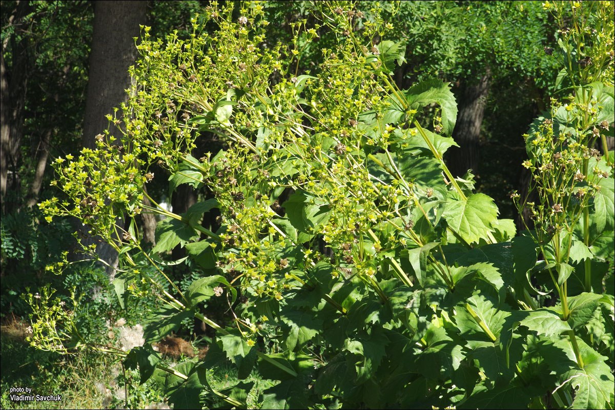 Image of Silphium perfoliatum specimen.