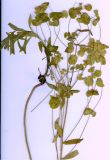Euphorbia bagyrensis