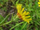 Inula ensifolia. Соцветие (вид со стороны обёртки). Украина, Львовская обл., Золочевский р-н, луговой склон западной экспозиции. 11 августа 2010 г.