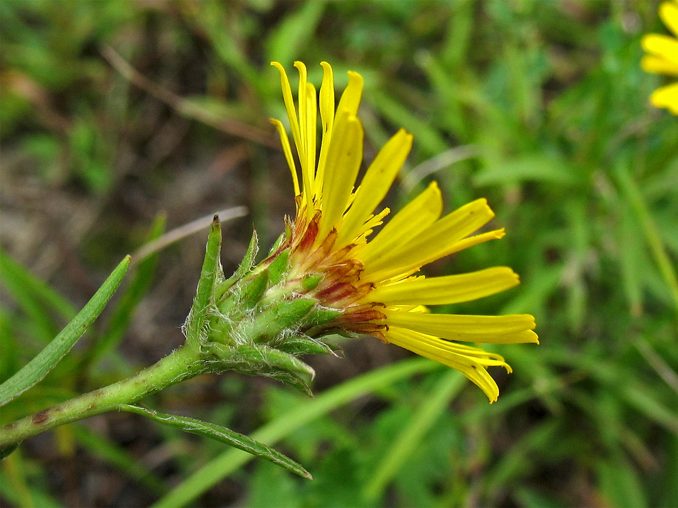 Изображение особи Inula ensifolia.