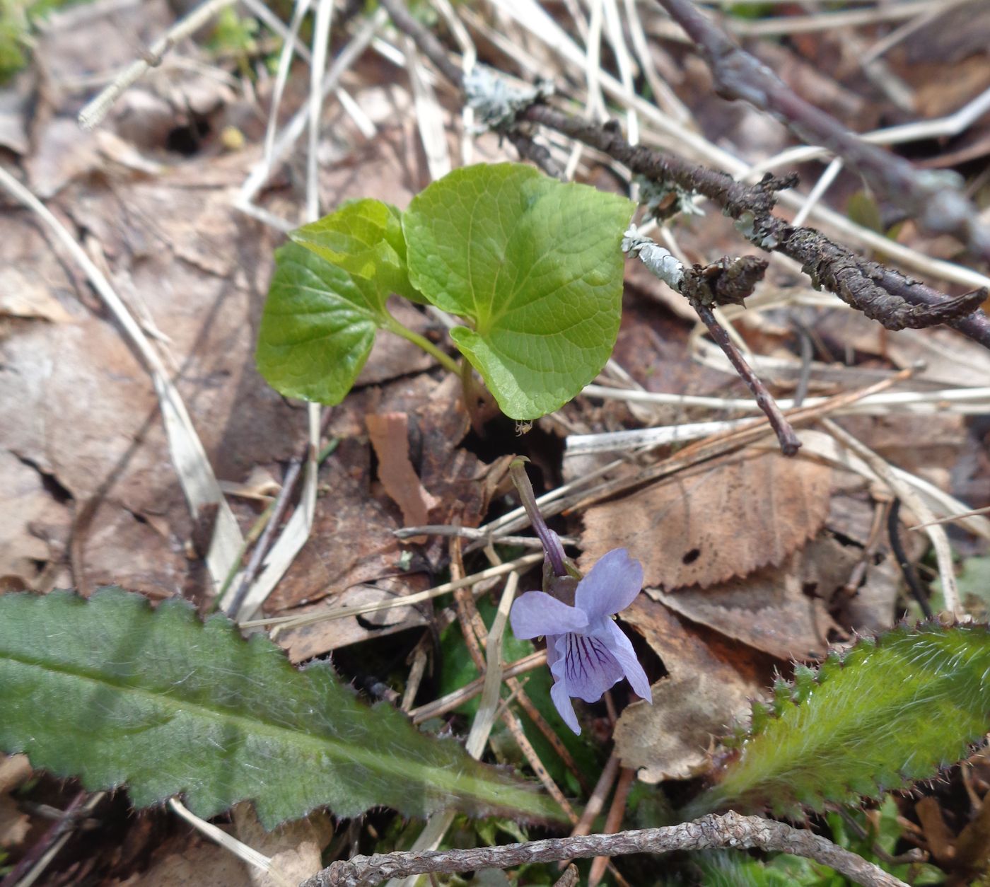 Image of Viola palustris specimen.