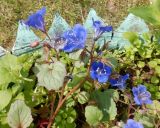 Phacelia campanularia