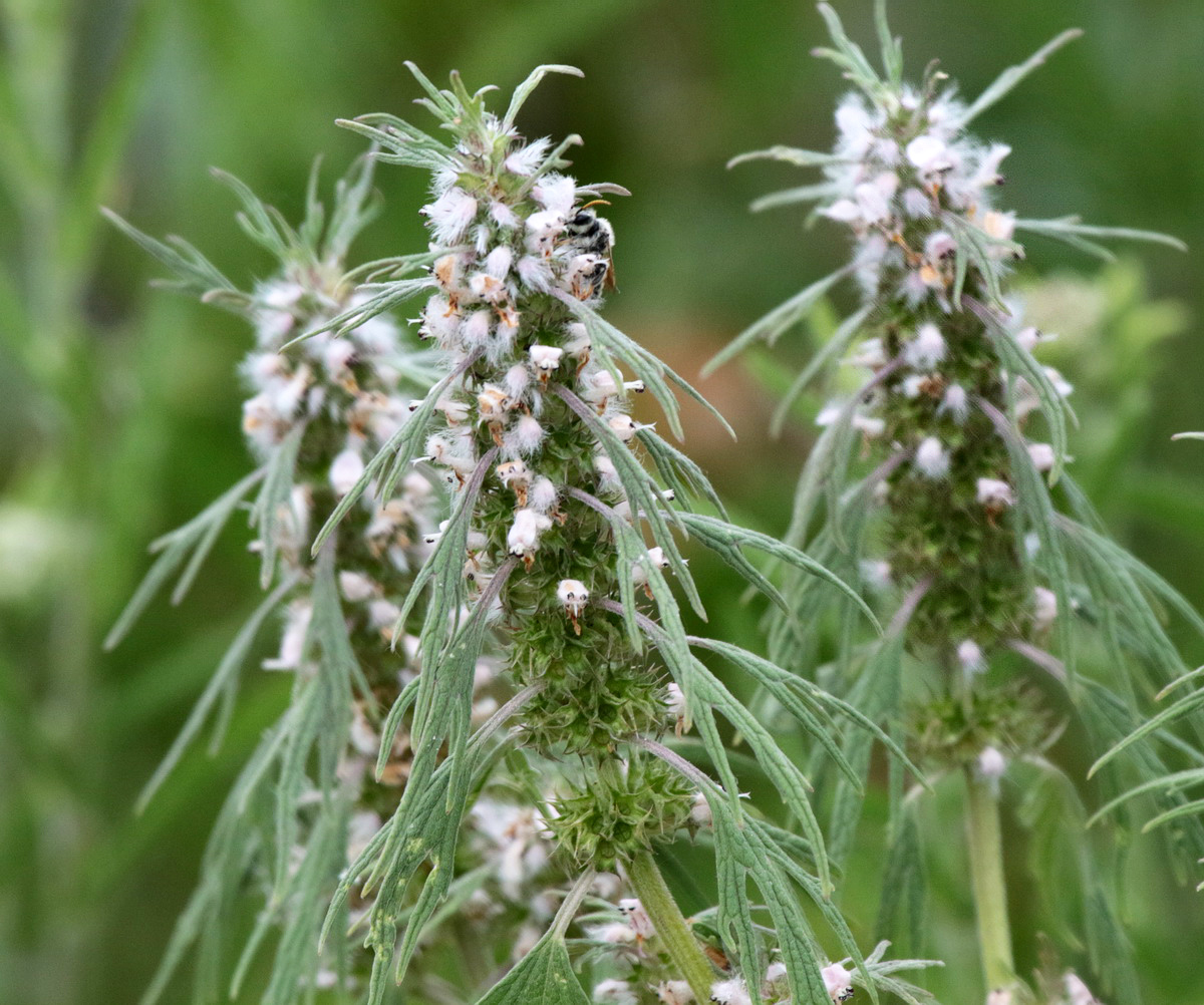 Изображение особи Leonurus quinquelobatus.