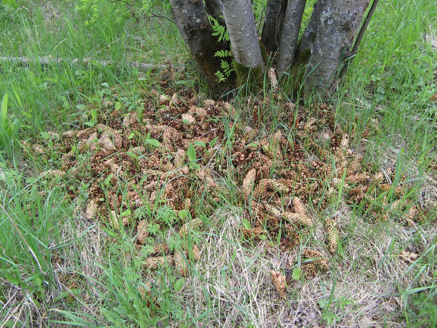 Image of Picea pungens specimen.