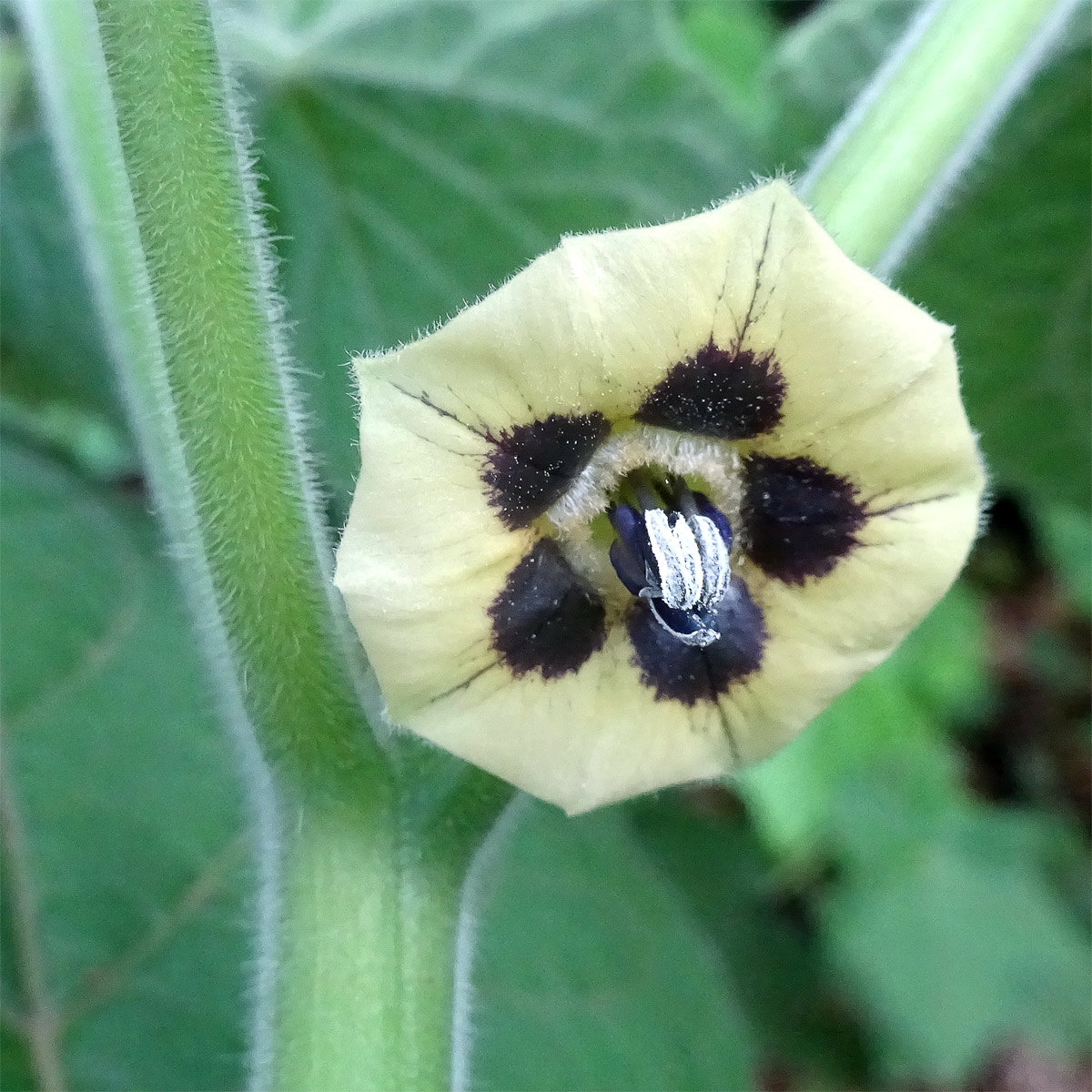 Image of Physalis peruviana specimen.