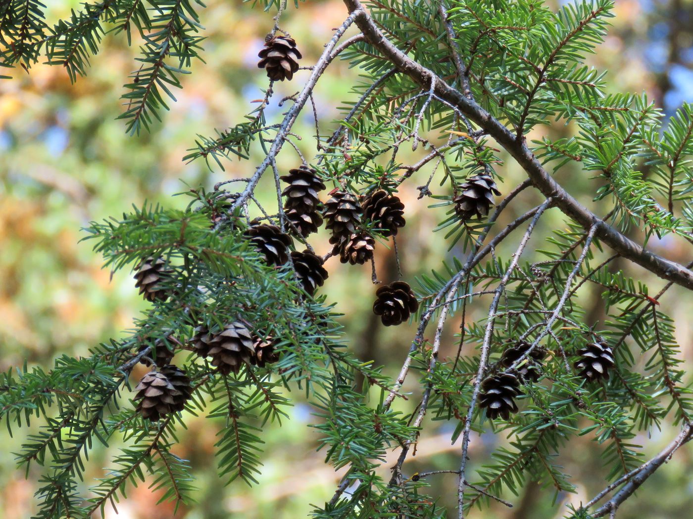 Изображение особи Tsuga canadensis.