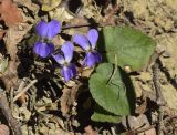 Viola dehnhardtii