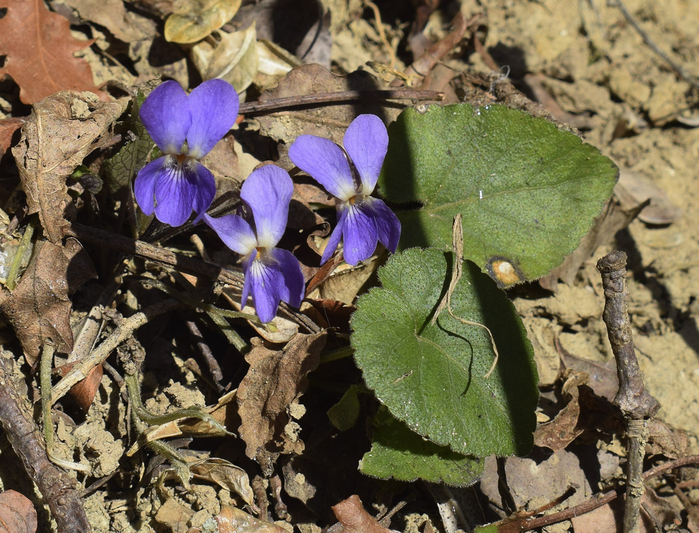 Изображение особи Viola dehnhardtii.