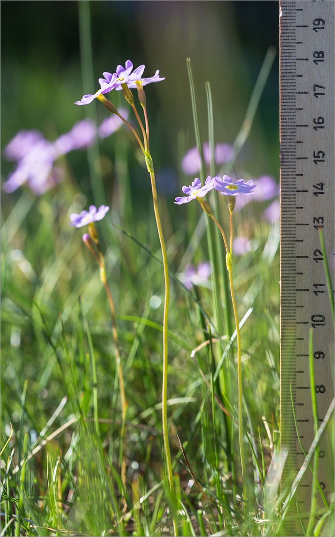Image of Primula finmarchica specimen.