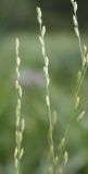 Glyceria maxima. Часть соцветия. Белгородская обл., Борисовский р-н, участок \"Лес на Ворскле\", притеррасная часть поймы. 28.06.2010.