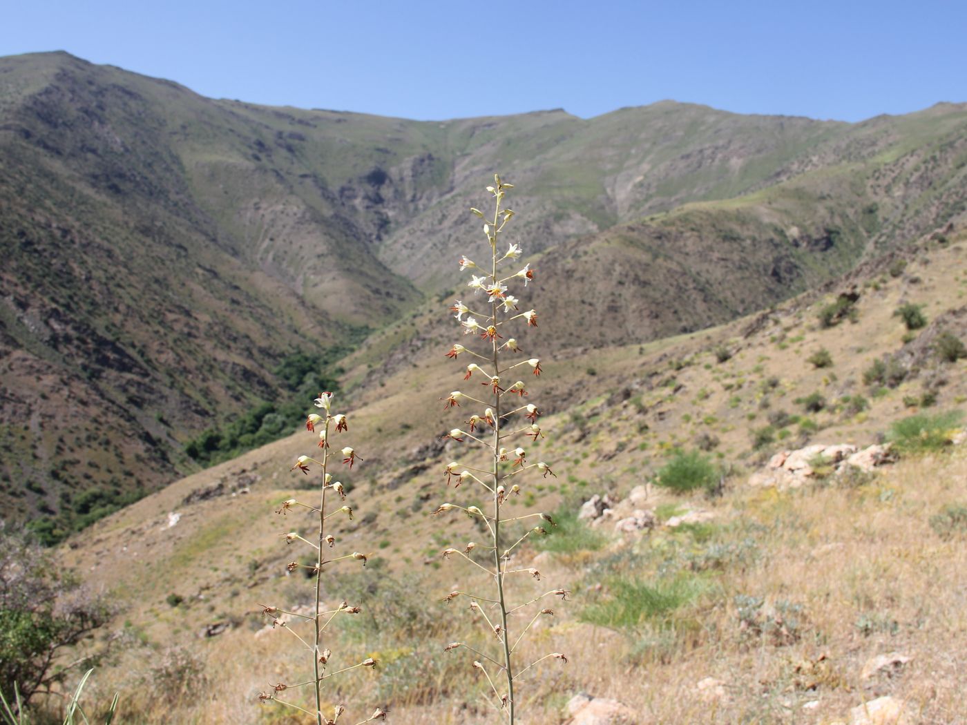 Image of Eremurus soogdianus specimen.