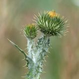 Onopordum acanthium
