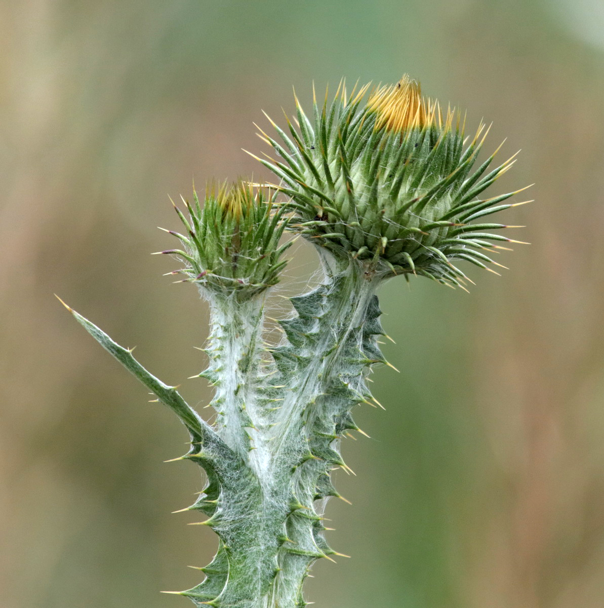 Image of Onopordum acanthium specimen.