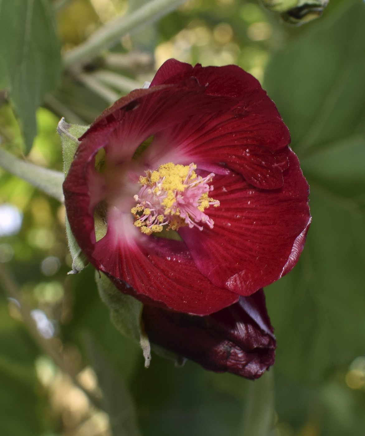 Image of Phymosia umbellata specimen.