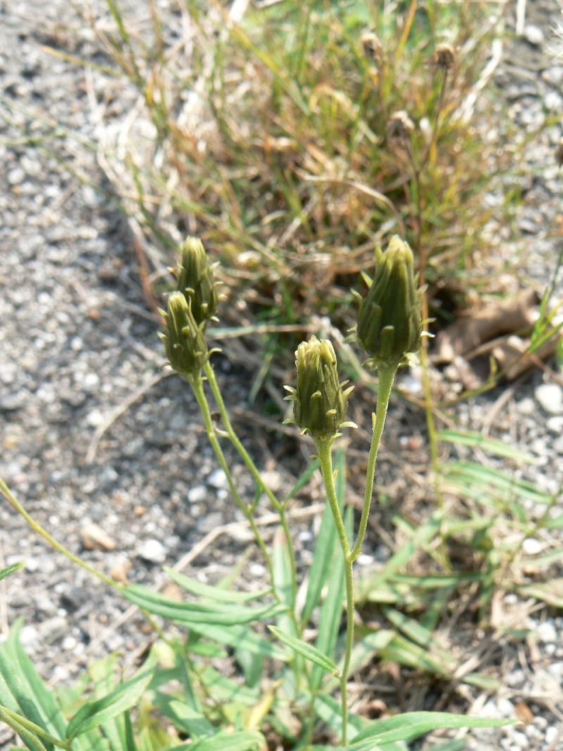 Image of Hieracium umbellatum specimen.