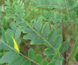 Gleditsia triacanthos